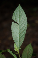 Achyrospermum oblongifolium image