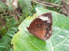 Elymnias hypermnestra hypermnestra