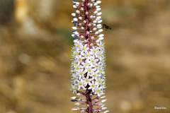 Drimia numidica