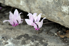 Cyclamen graecum