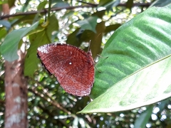 Elymnias hypermnestra