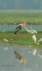 Mycteria leucocephala