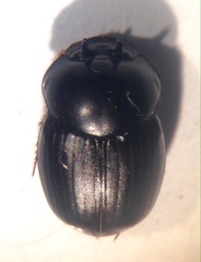 Onthophagus neostenocerus