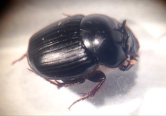 Onthophagus neostenocerus