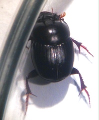 Onthophagus neostenocerus