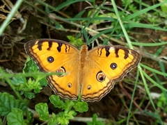 Junonia almana