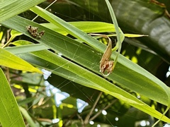 Eriophora edax