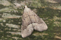 Schrankia taenialis