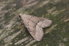 Schrankia taenialis