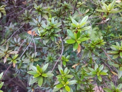 Rhododendron kanehirai