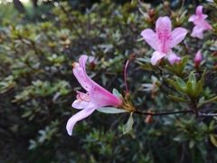 Rhododendron kanehirai