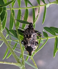 Eocanthecona furcellata