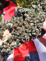 Austrominius modestus