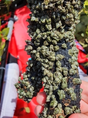 Austrominius modestus