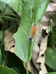 Spilarctia subcarnea