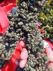 Austrominius modestus