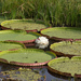 Santa Cruz Waterlily - Photo (c) Greg Lasley, some rights reserved (CC BY-NC), uploaded by Greg Lasley