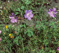 Geranium himalayense