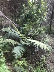 Dicksonia squarrosa