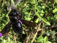 Xylocopa violacea