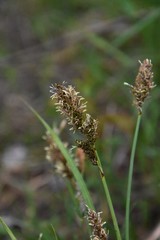Carex paniculata