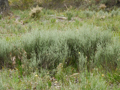 Olearia lanuginosa