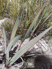 Watsonia vanderspuyae