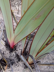 Watsonia vanderspuyae
