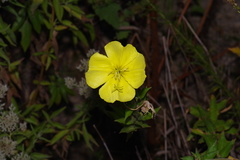 Oenothera jamesii