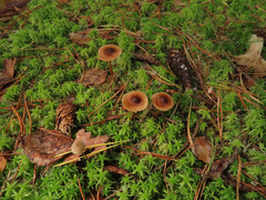Cortinarius fulvescens