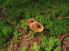 Cortinarius fulvescens