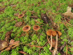 Cortinarius fulvescens
