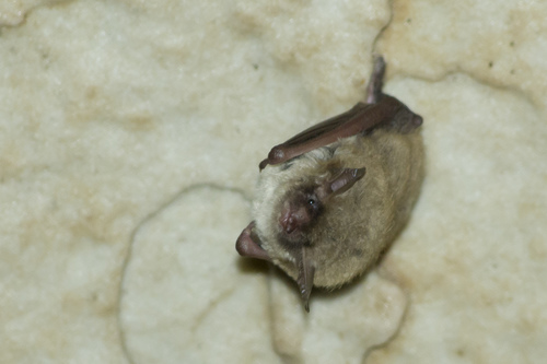 Northern Myotis