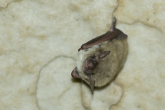 Northern Myotis photo 2