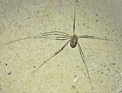 Opilio parietinus