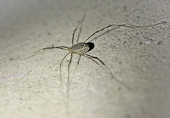 Opilio parietinus