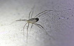 Opilio parietinus