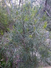 Acacia elongata