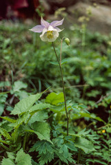 Aquilegia fragrans