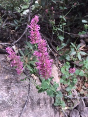 Agastache pallidiflora gilensis