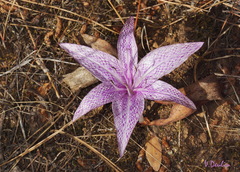 Colchicum variegatum