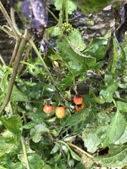 Solanum dulcamara