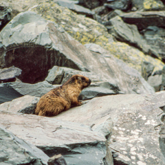 Marmota caudata