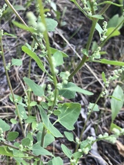 Chenopodium fremontii