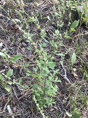 Chenopodium fremontii