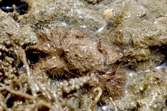 Pilumnus vespertilio