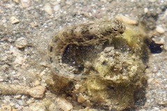 Istiblennius dussumieri