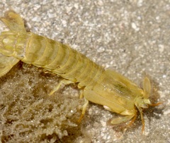 Gonodactylus chiragra
