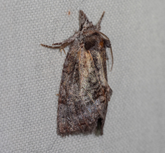 Gallaba eugraphes
