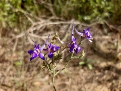 Delphinium halteratum
